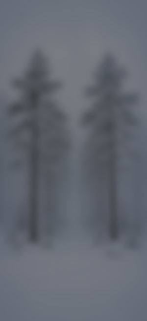 Frost Fog In A Pine Forest, light home screen