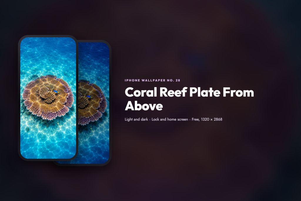 Coral Reef Plate From Above, share card